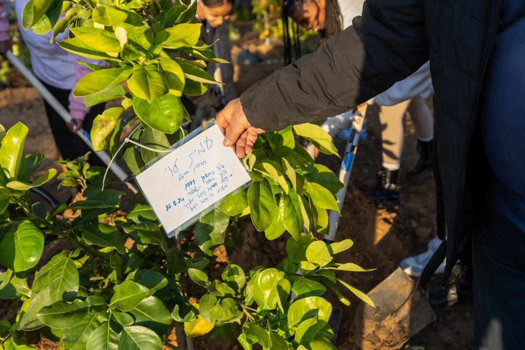 A newly planted tree sapling with a commemorative plaque.